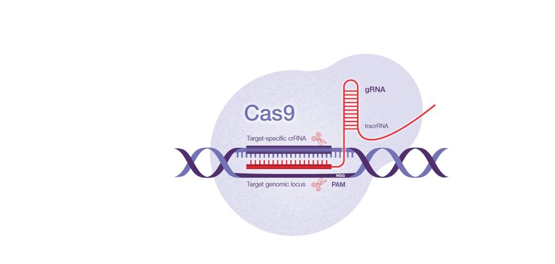 CRISPR-Technologie – Revolution der Gentechnik